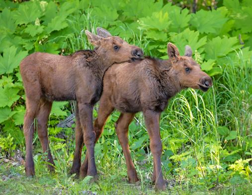 Moose Calves