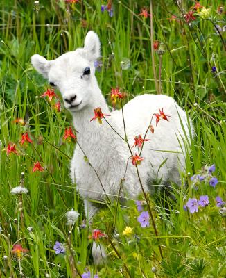 SheepLbFlowers163A4010GG
