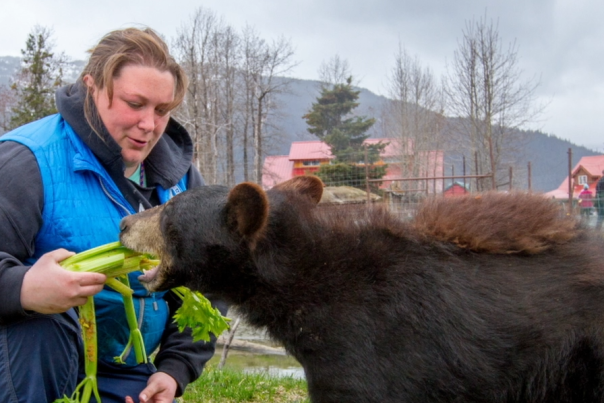 Director Sarah Howard feeds a rescued young bear at the Alaska Wildlife Conservation Center