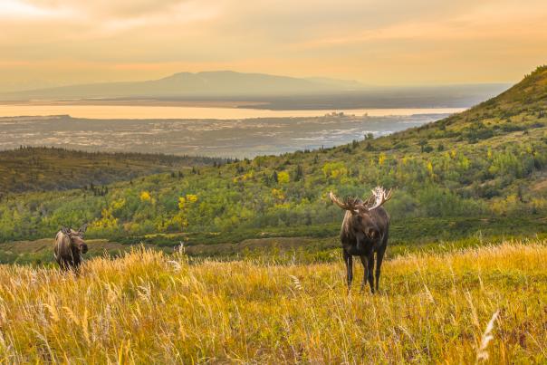 A bull moose and cow on a fall day at Powerline Pass with the city of Anchorage in the background.