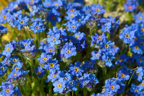 Forget-me-nots are Alaska's state flower.