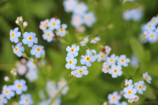 Forget-me-nots are Alaska's state flower.