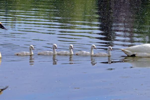 A family of swans glides through the water.
