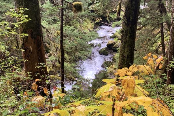 Painted leaves surround Virgin Creek Falls