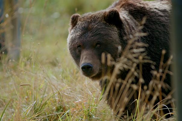 A brown bear at the Alaska Wildlife Conservation Center