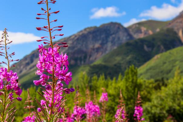 Chugach fireweed blooming
