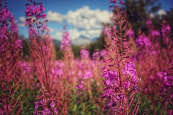 Fireweed flowers and mountains near Anchorage