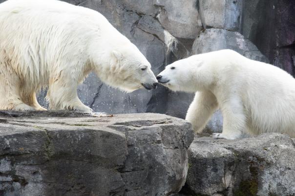 Polar Bears at the Alaska Zoo