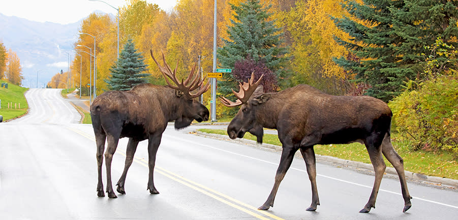 Urban Anchorage Moose