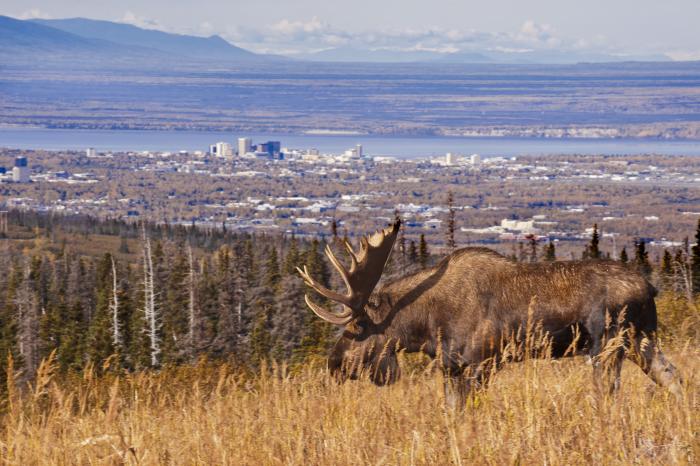 A bull moose photographed on the outskirts of Anchorage.