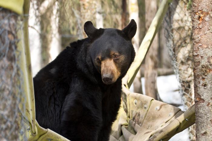 Black Bear - Alaska Zoo