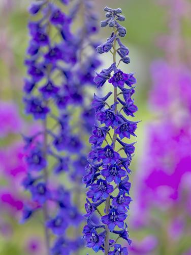 WildLarkspurFireweed7W6A4504