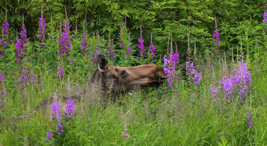 MooseFireweed7W6A4384web
