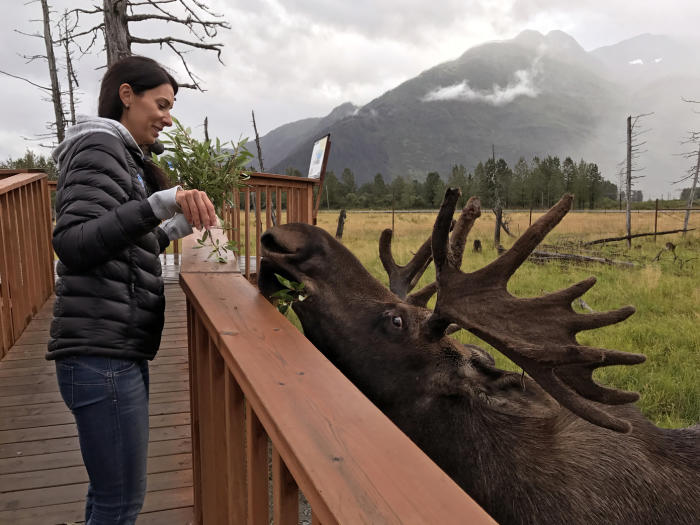 A guest on the behind-the-scenes tour at Alaska Wildlife Conservation Center feeds branches to a bull moose.