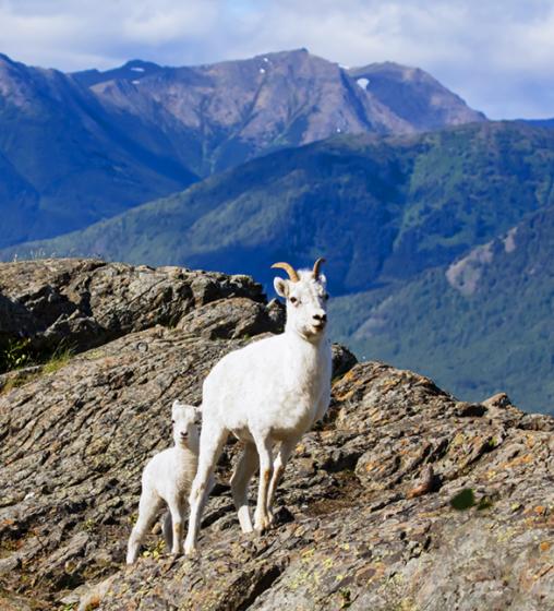 Dall Sheep