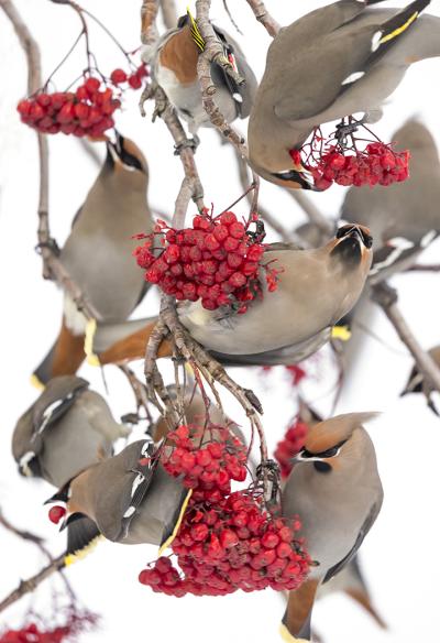 Bohemian Waxwings