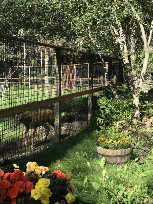 AK Zoo_Deer_Beth Bragg