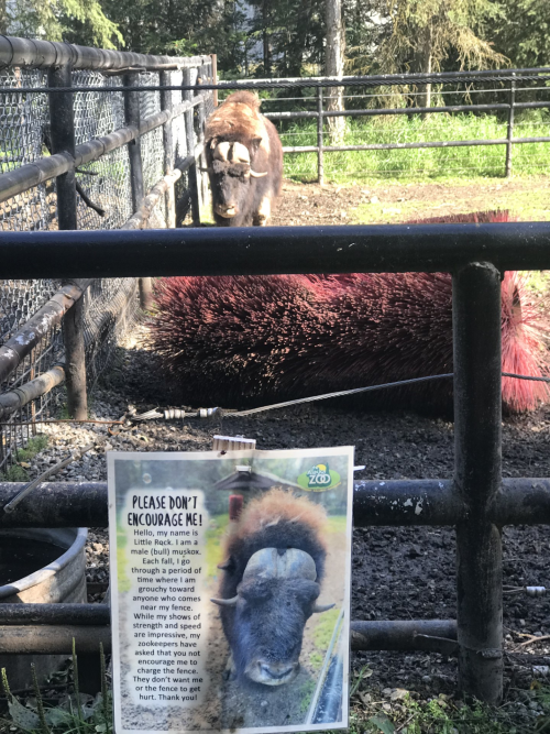 AK Zoo_Musk Ox_Beth Bragg