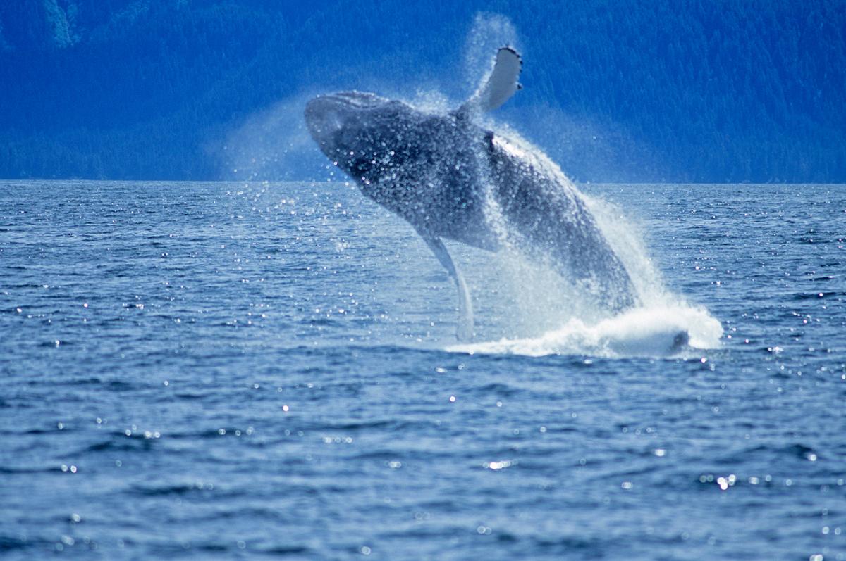 Humpback Whale