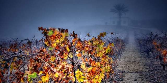 Bodegas Blanca Reyes