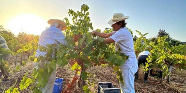 Bodegas Robles