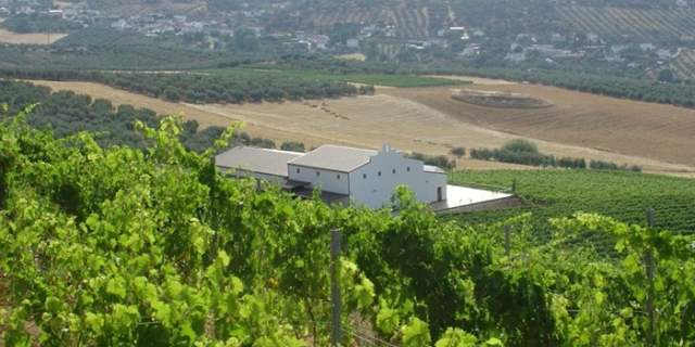 Bodegas Cortijo Morosanto