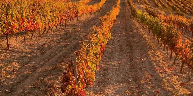 Bodega Piedras Blancas