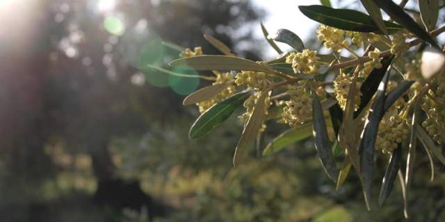 Aceites El Macaco
