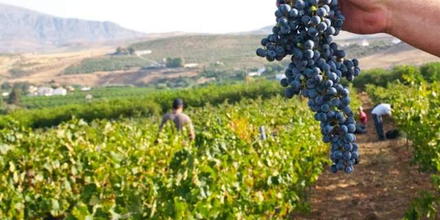 Bodegas Pérez Hidalgo