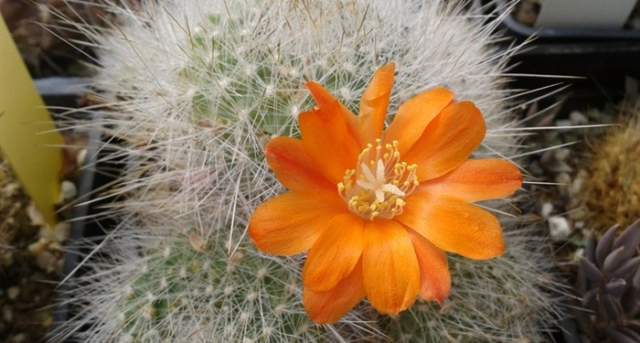 Mora i Bravard de Casarabonela Botanical Garden for Cacti and other  Succulents