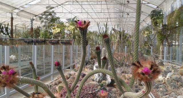 cactus store near me Peanut Cactus - Echinopsis Chamaecereus Succulent main image 1