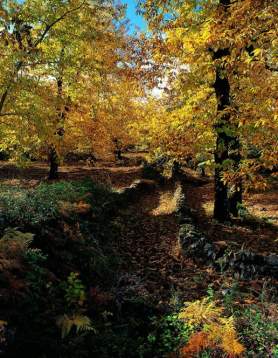 Itinéraire Jabuguillo – Carboneras – PR-A 40