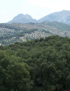 Bosque de la Bañizuela