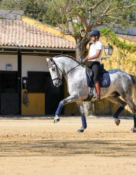 Kartäusergestüt Hierro del Bocado