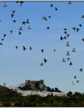 Itinerario para la Observación de Aves en Salobreña