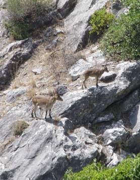 Alozaina – Siete Fuentes – PR-A 272 Trail