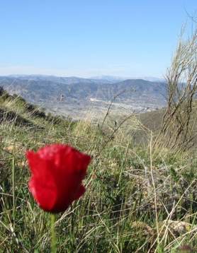 La Tetica de Bacares