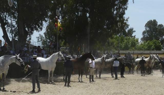 Equisur