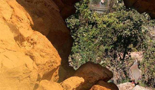 Feria del Reclamo de Benamejí