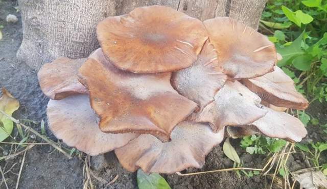 20th Abla Mushroom Days