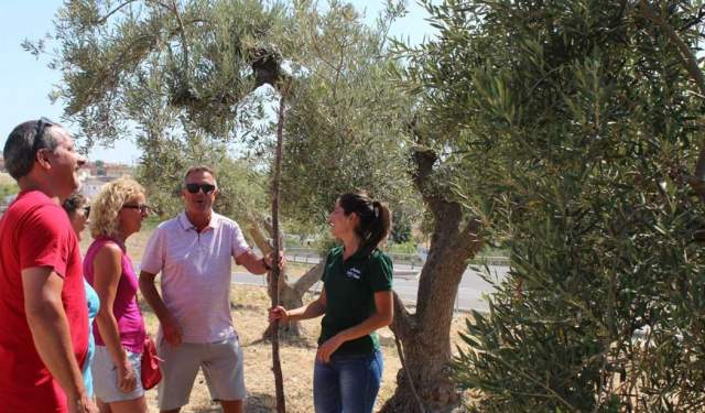 Revive la historia de los olivareros malagueños en un molino antiguo con degustación de AOVE