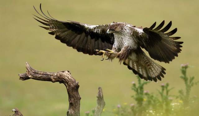 Activité de photographie de grands rapaces ibériques