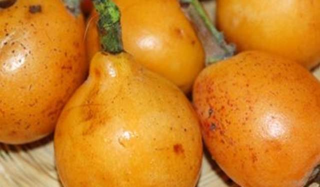 Día del Níspero (Medlar Day)