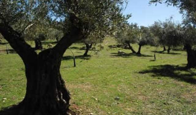 Oleoturismo y olivares vivos en Jaén
