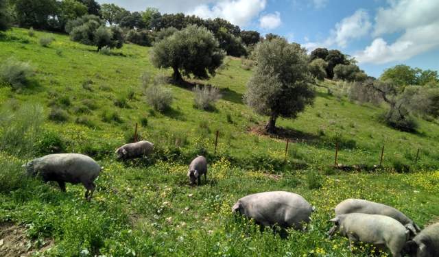 Experiencia cerdo ibérico en la sierra sevillana