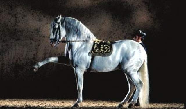Cómo bailan los caballos andaluces