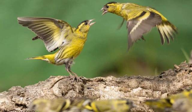 Birdwatching in the Sierra de Aracena