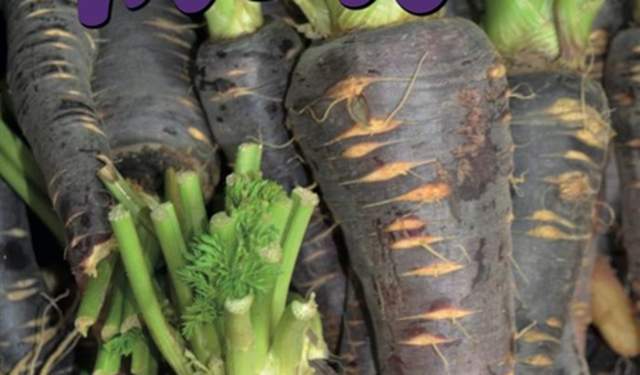 Festival of the Purple Carrot