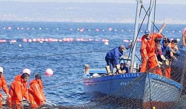 Mayo: el mes del atún rojo en la Costa de Cádiz