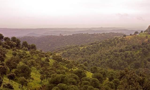 Sierra de Cardeña y Montoro